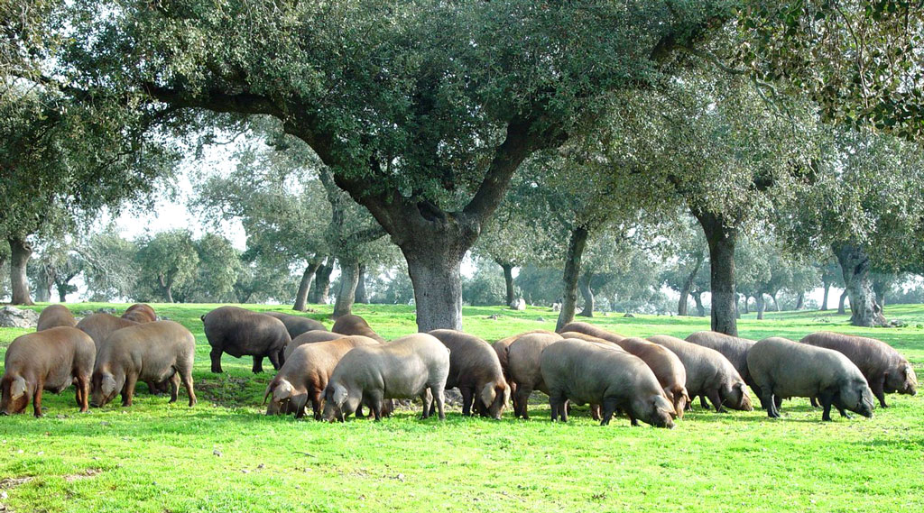 Gastronomía Extremadura