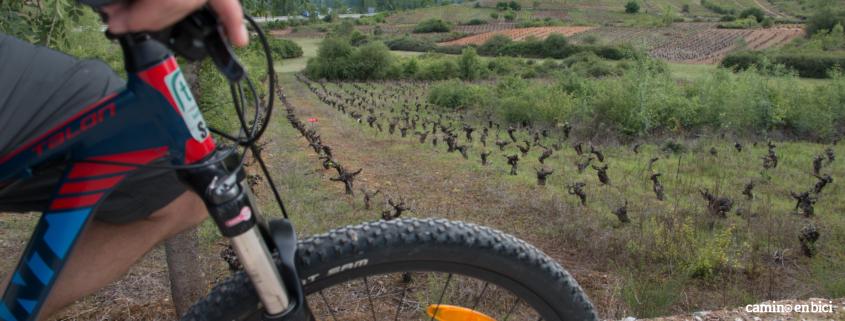 Camino de Santiago desde León- Pedalearás entre viñedos