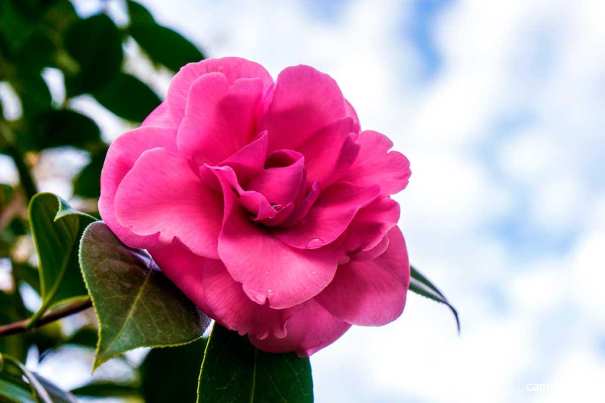 Camelia - Pazo de Rubianes - Vilagarcía de Arousa